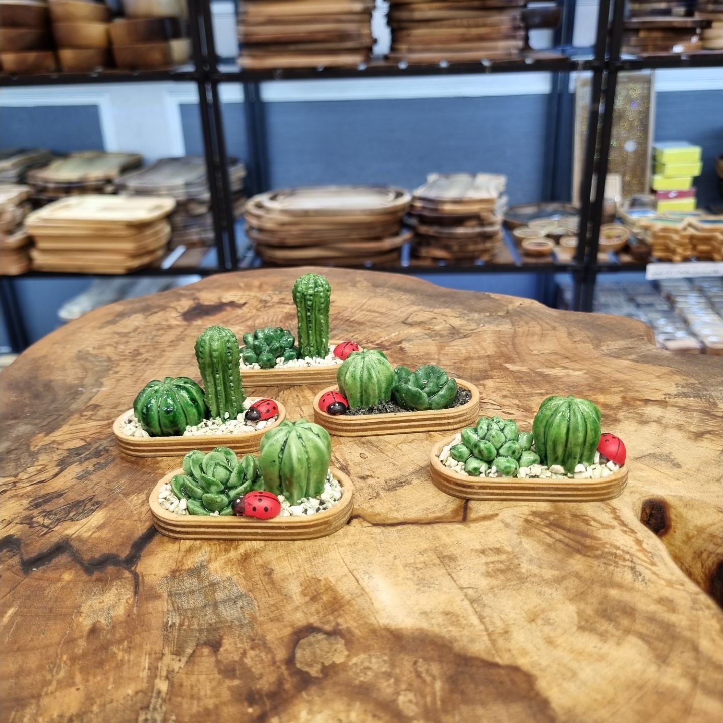 کاکتوس پایه چوب بیضی